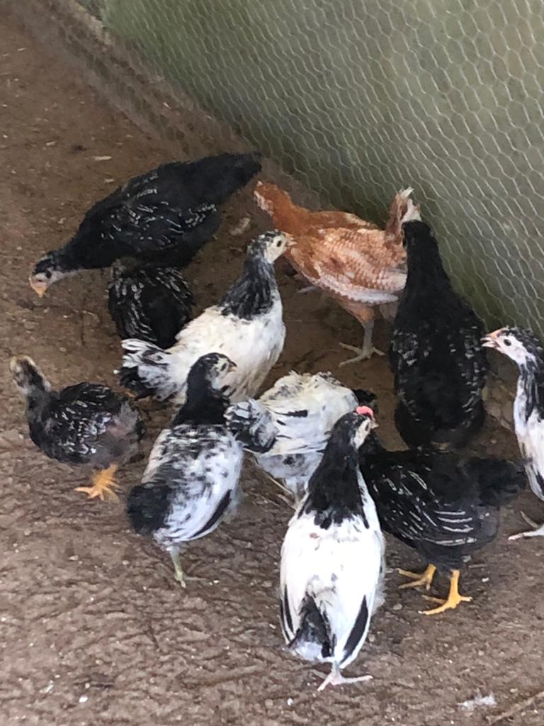 Kippen kuikens, Dieren en Toebehoren, Pluimvee, Meerdere dieren, Kip