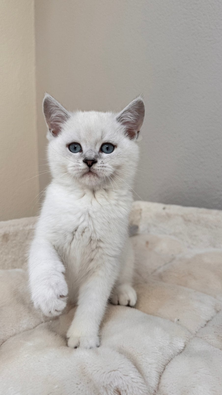 Britse korthaar kitten met STAMBOOM, Dieren en Toebehoren