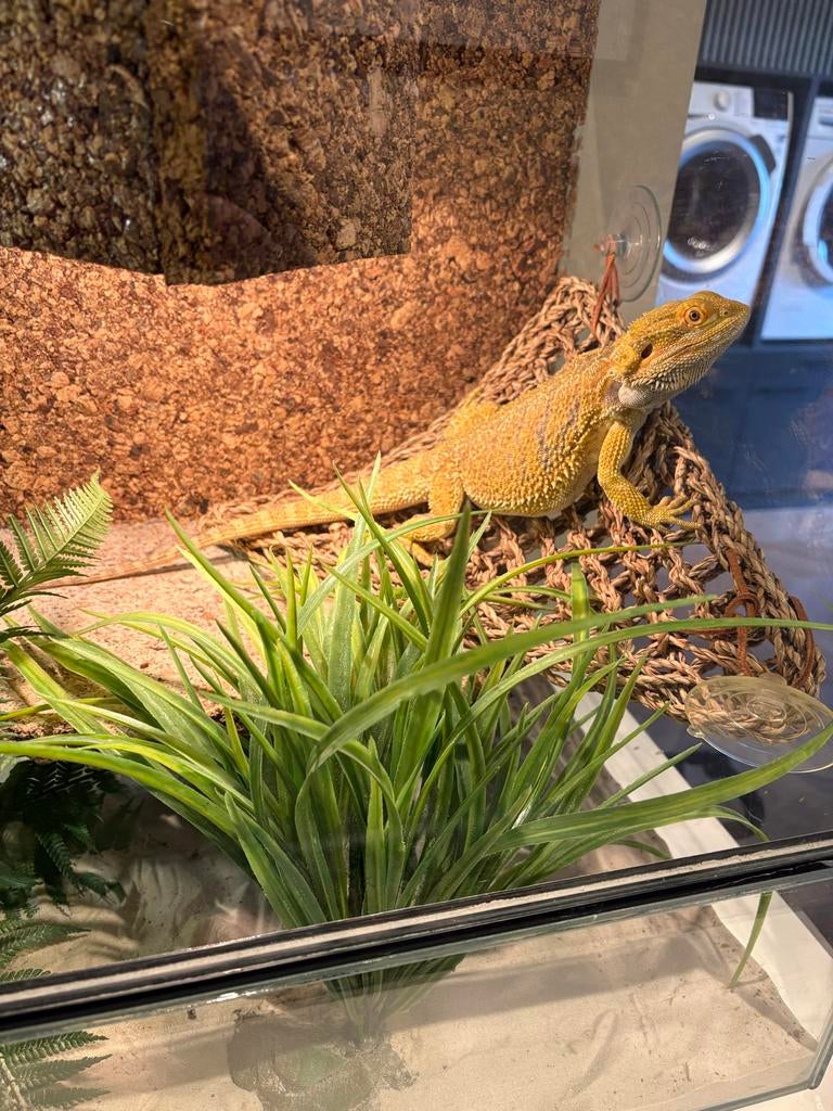 Baardagaam met terarium en spullen te koop Bearded Dragon - unknown for sale from Andrea