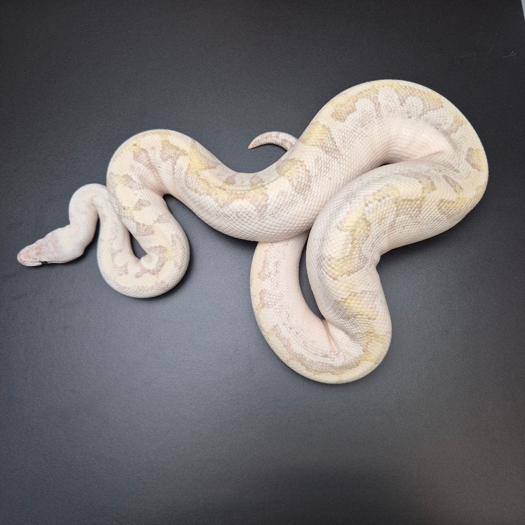bamboo mystic pb. regius Ball Python - unknown for sale from Roundhog serpents
