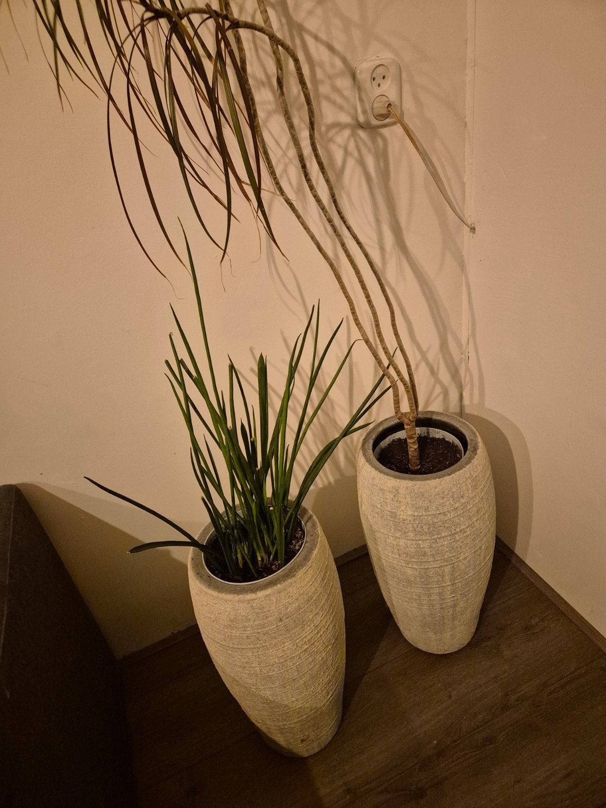KamerPlanten, Ophalen, Halfschaduw, Minder dan 100 cm