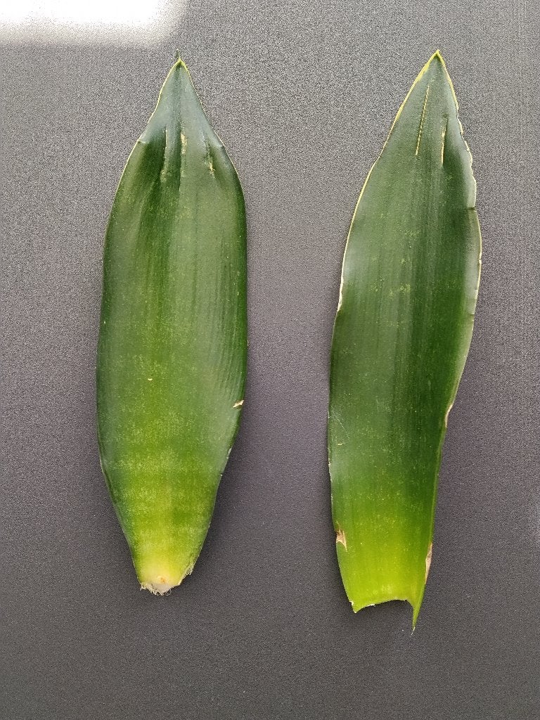 Sansevieria 'Black Diamond ongeworteld stekjes, Overige soorten, Minder dan 100 cm, Groene kamerplant, Halfschaduw