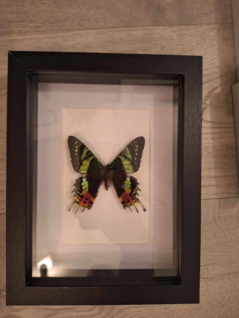 Opgezette vlinder in lijst - Urania ripheus, Ophalen of Verzenden, Nieuw, Insect, Opgezet dier