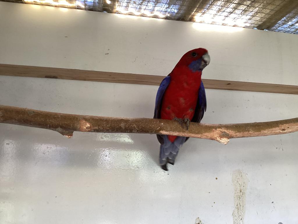 Rosella penant man, Mannelijk, Geringd