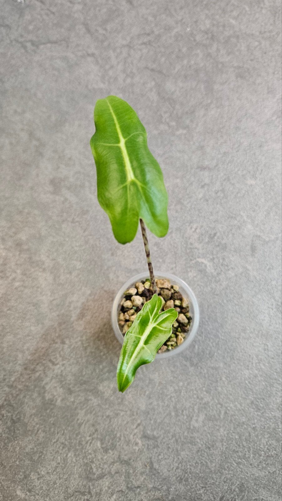 Alocasia Sarian, Ophalen of Verzenden, Halfschaduw, Minder dan 100 cm