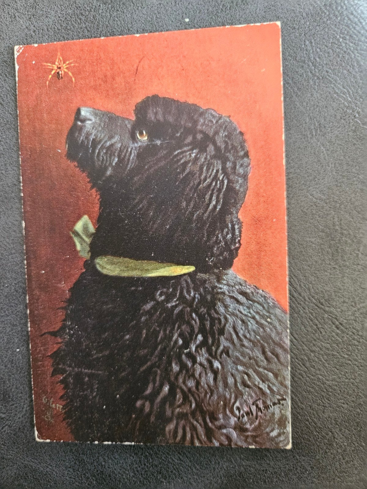 Zwarte Poedel met spin, 1917, Ophalen of Verzenden, Voor 1920, Gelopen