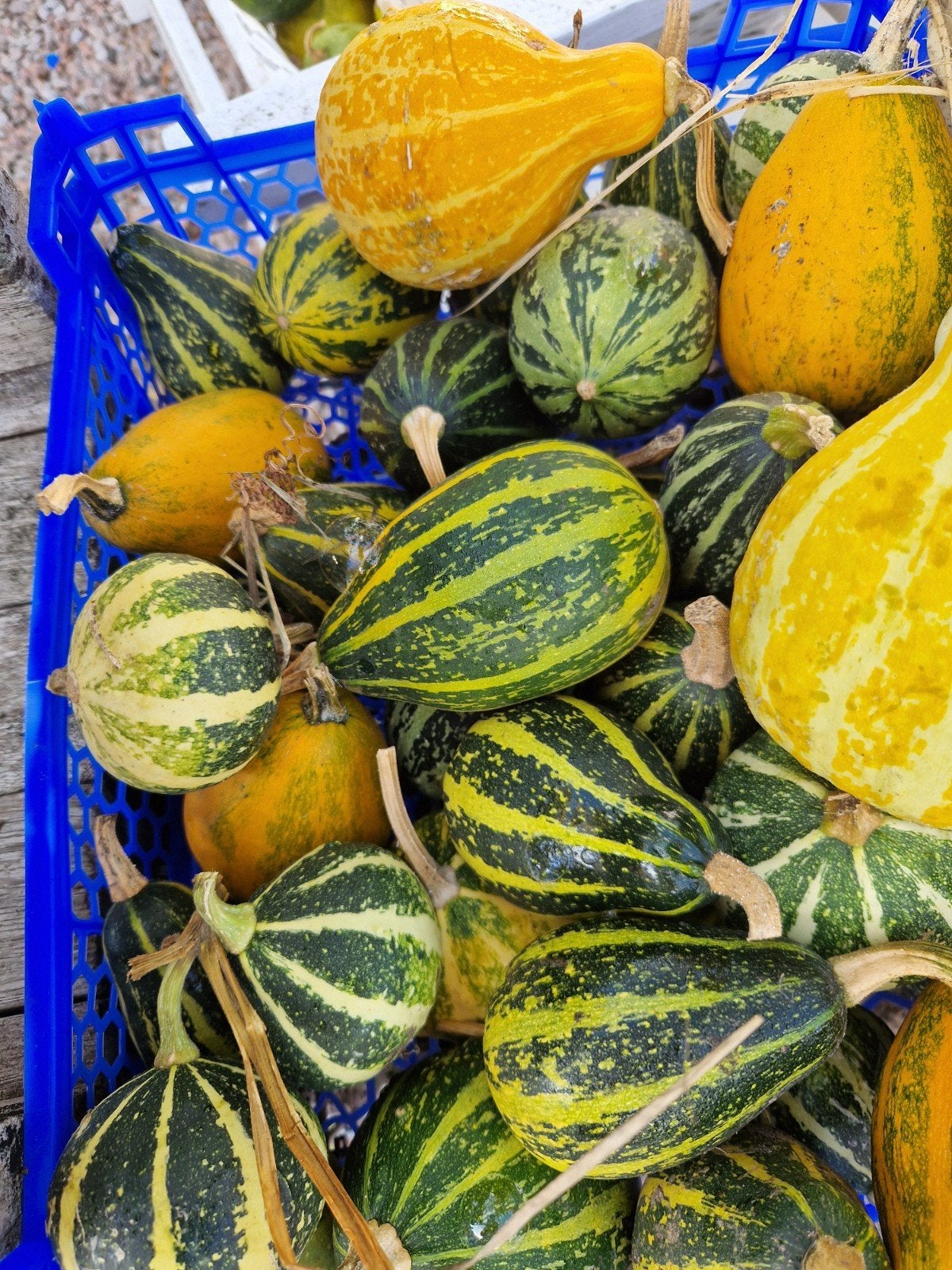 mooie sierkalebassen 6 voor 1euro., Ophalen