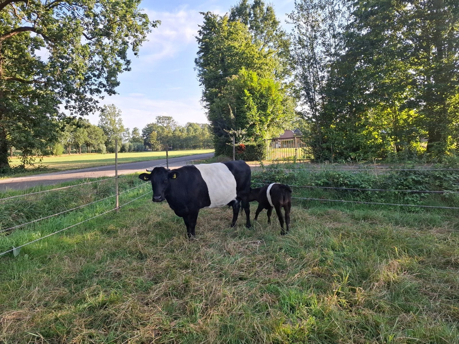 Koe met vaarskalf, Dieren en Toebehoren