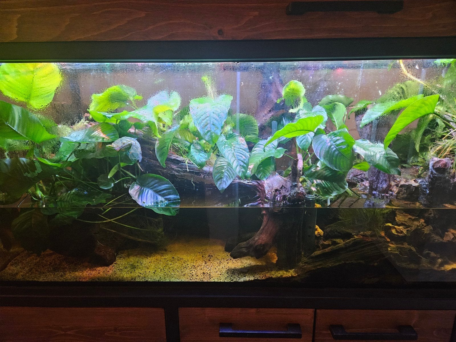 anubias barteri, Ophalen, Nieuw, Plant(en), Steen of Hout