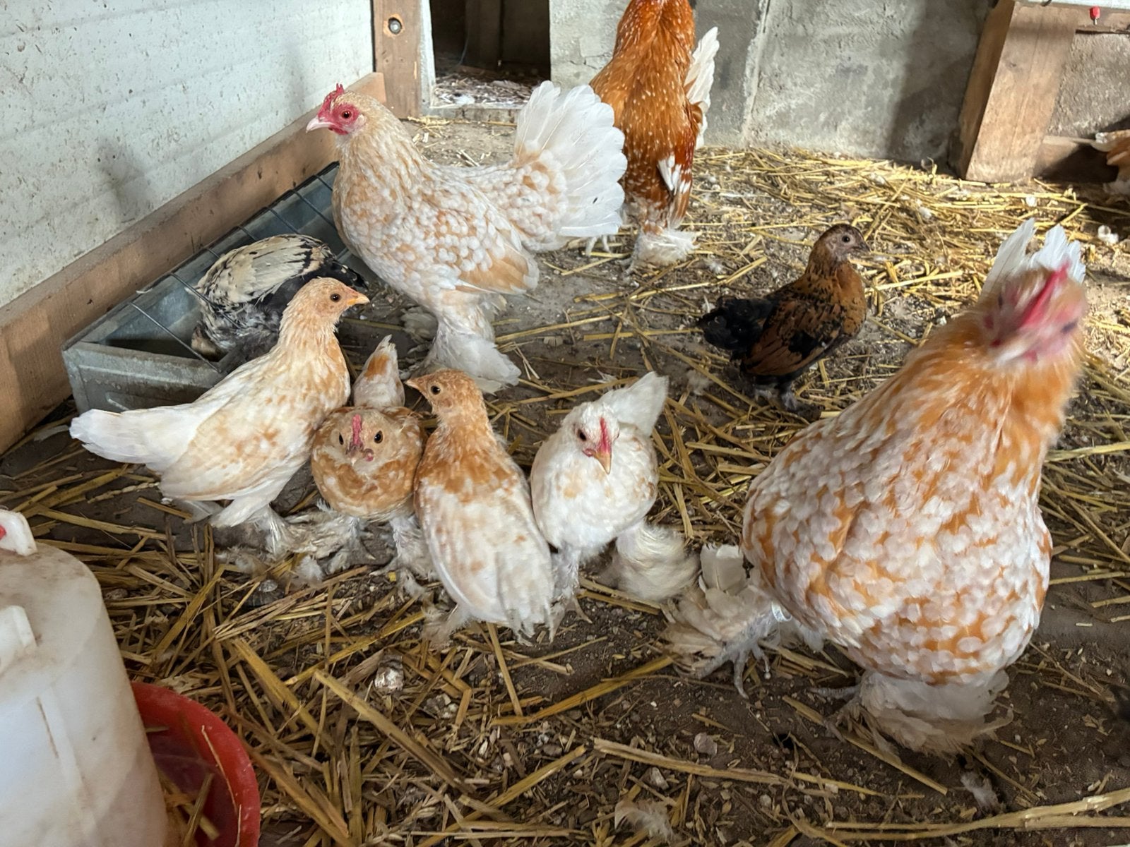 Sabelpootkriel kuikens, Dieren en Toebehoren, Pluimvee, Meerdere dieren, Kip