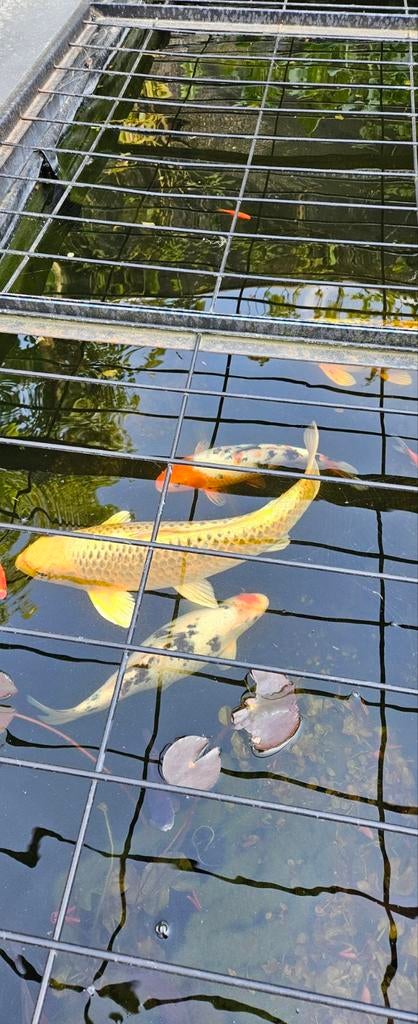 Koi karper, Karper of Koi