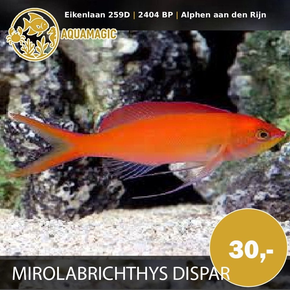mirolabrichthys dispar, Vis, Zoutwatervis