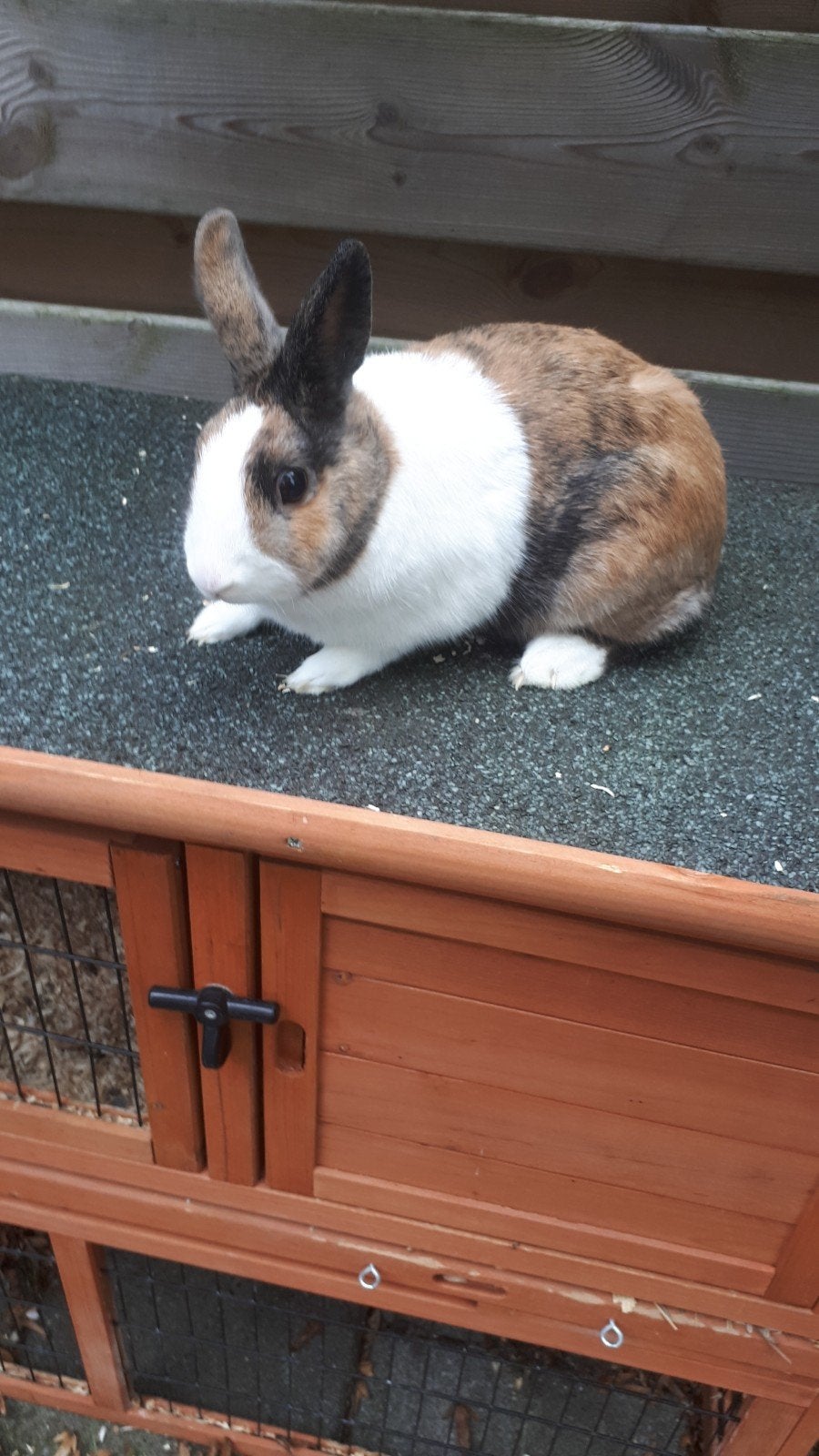 te koop 19 Konijnen  €5 per stuk of in een koop €50, Dieren en Toebehoren, Meerdere dieren, Groot