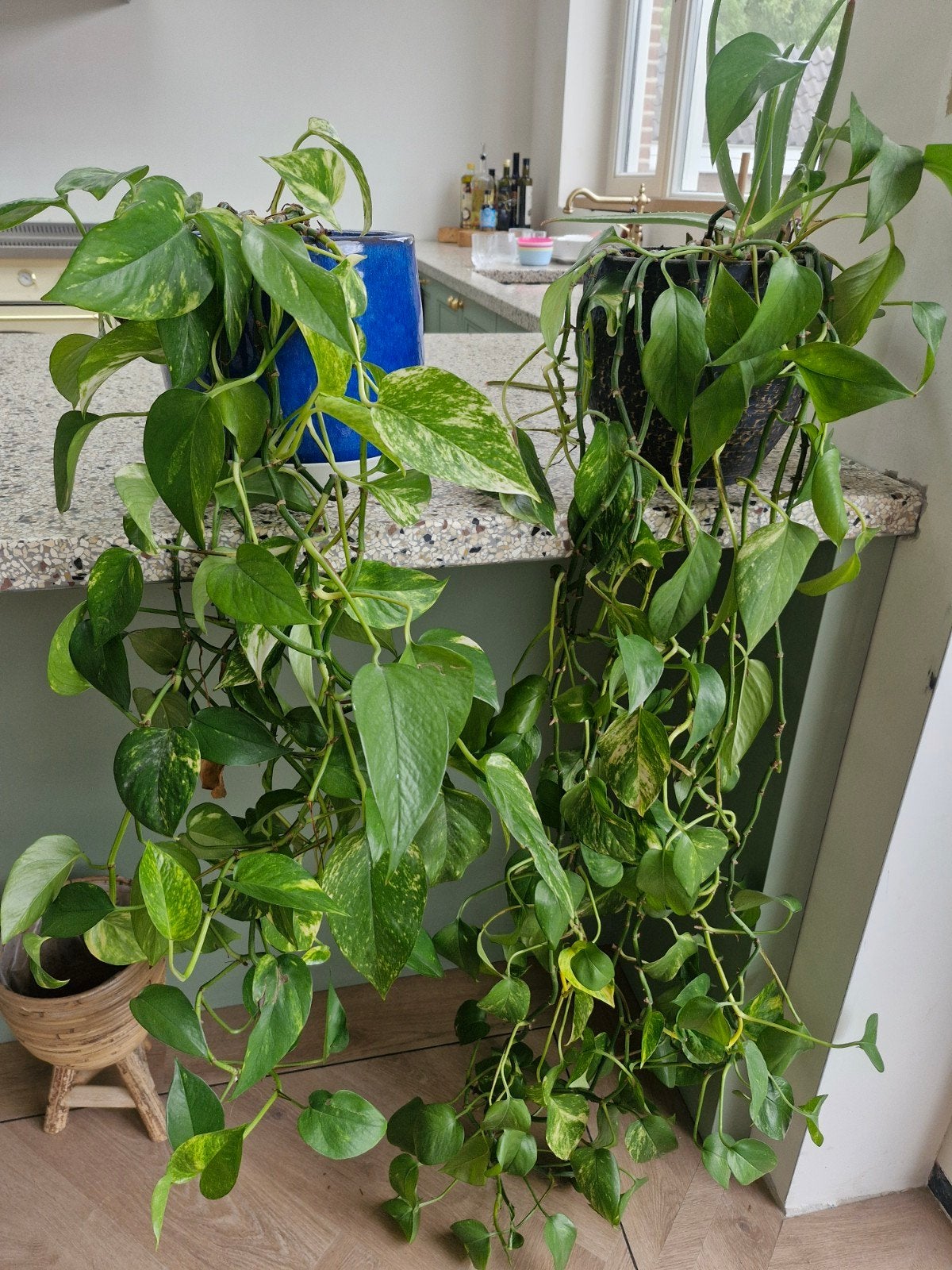 Twee weelderige Pothos planten (Epipremnum Aureum), Huis en Inrichting, Ophalen, Overige soorten, Halfschaduw, In pot