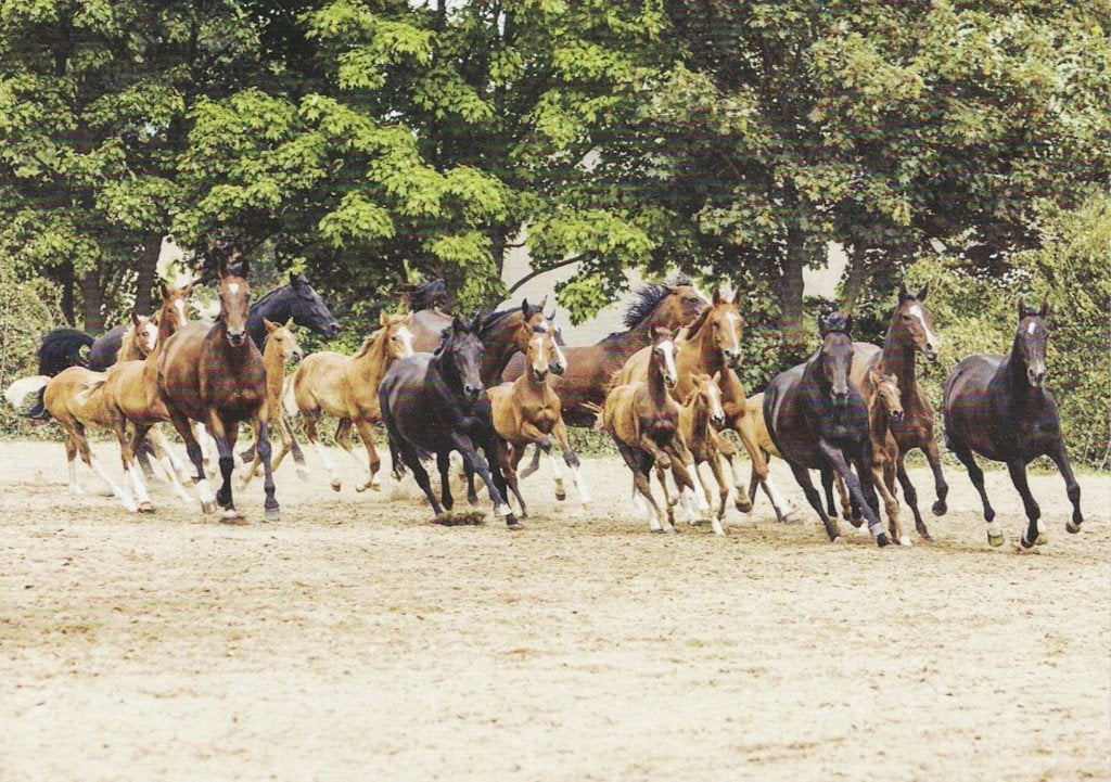 Paarden Trakehner oud en jonge  paarden en veulens 93, Verzenden, 1980 tot heden, Ongelopen, Paard
