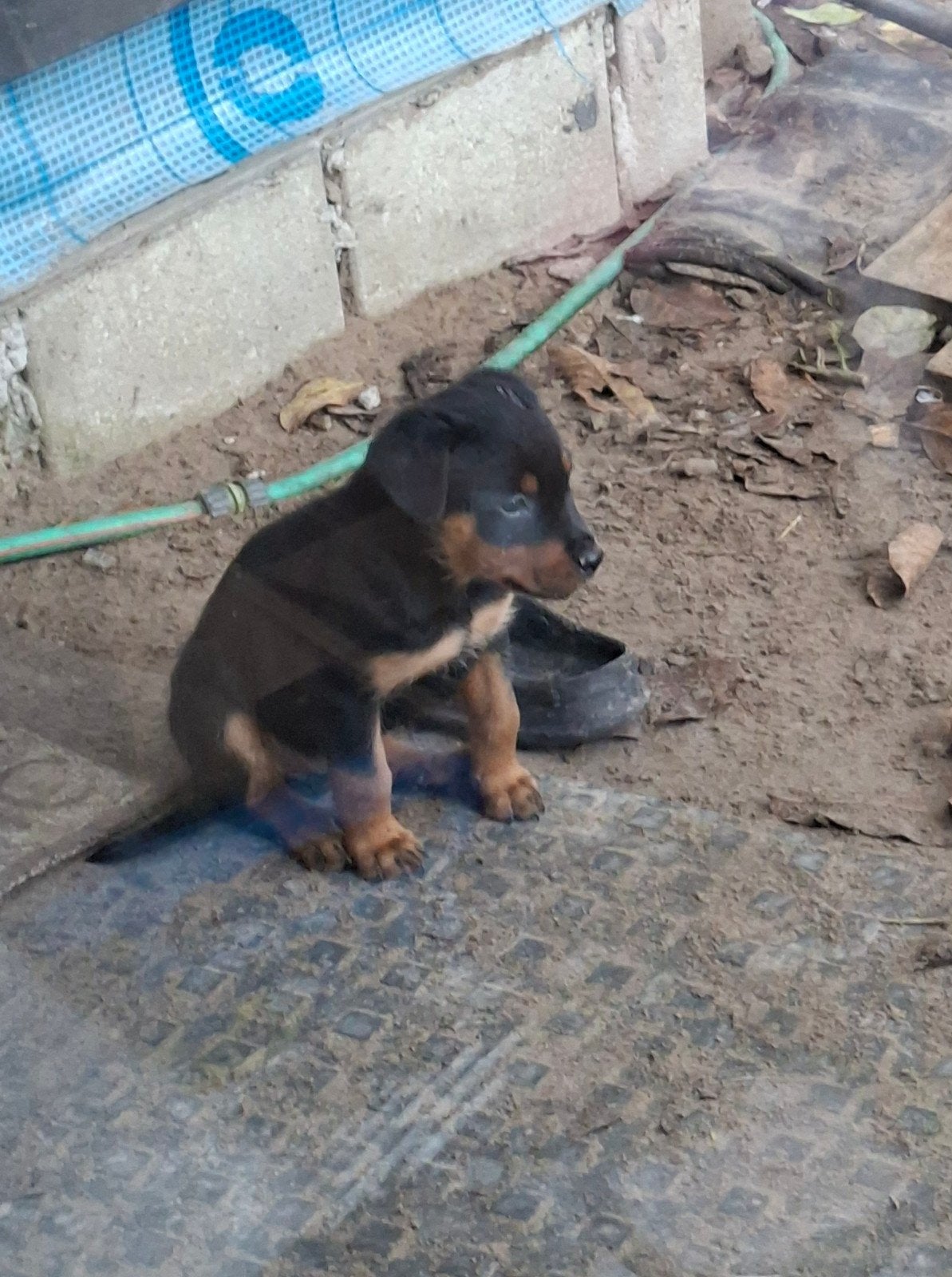 mooie pups, 8 tot 15 weken, Meerdere, Meerdere dieren, Nederland