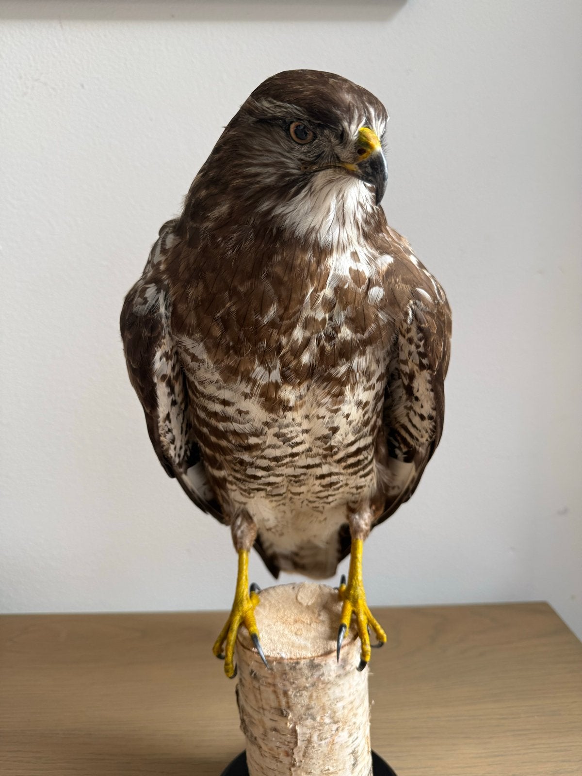 Prachtige opgezette buizerd - Taxidermie, Ophalen of Verzenden, Zo goed als nieuw, Vogel, Opgezet dier