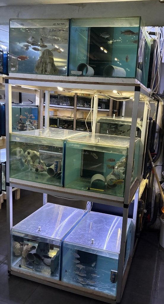Kweekstelling kweekblok aquarium siervissen cichliden 1400L., Ophalen, Gebruikt, Leeg aquarium