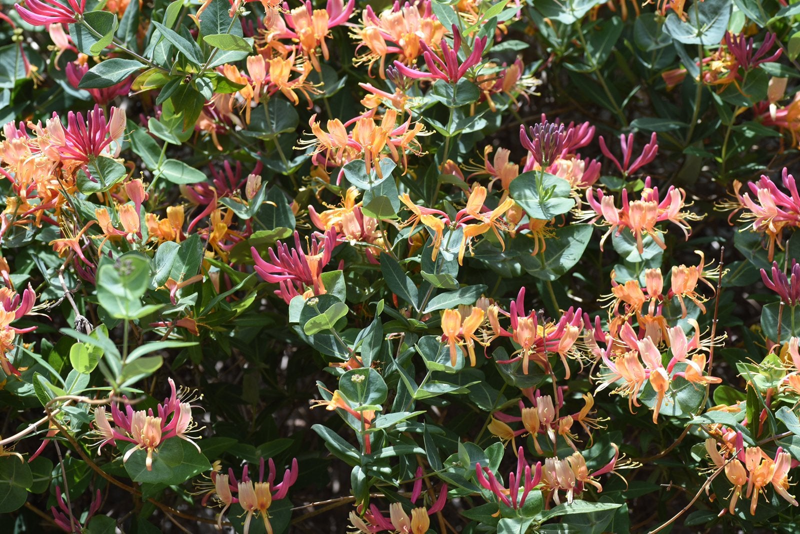 Lonicera ‘American Beauty’ 80-100 cm | Kamperfoelie, Ophalen of Verzenden, Overige soorten, Volle zon