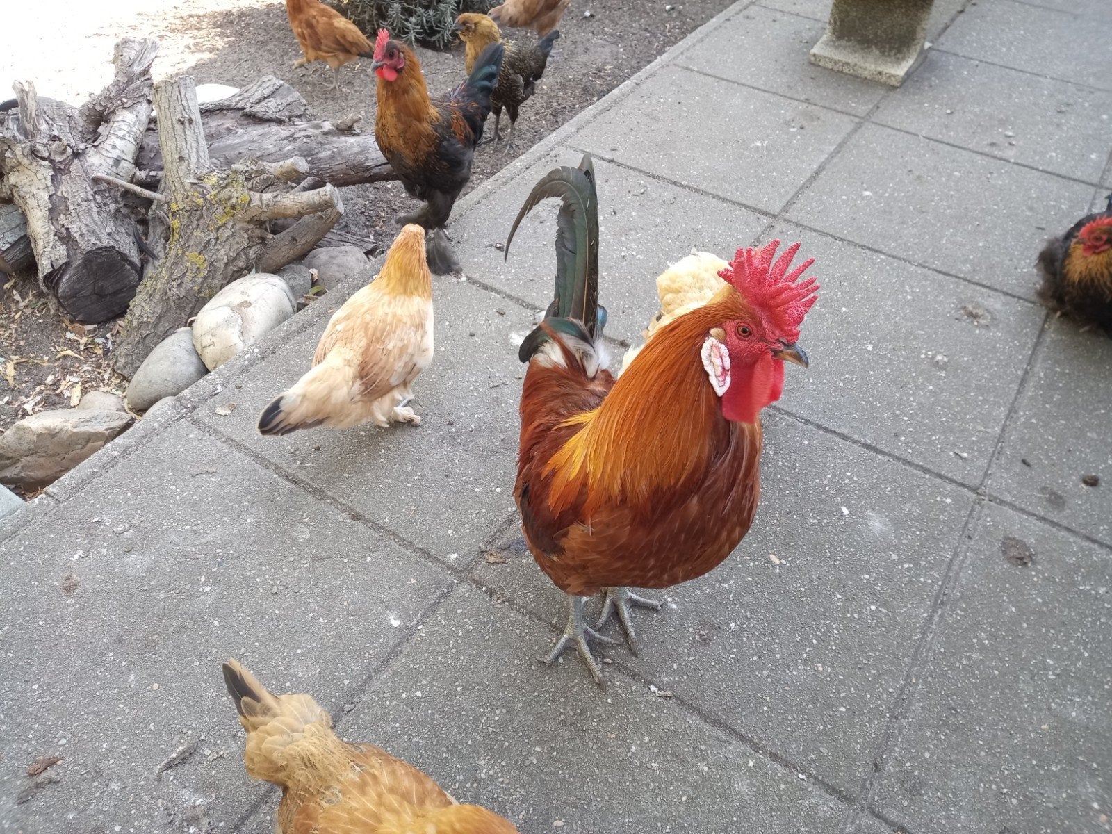 Goede plek gezocht voor haan. Siciliaanse Bekerkamhoen., Dieren en Toebehoren, Pluimvee, Mannelijk, Kip