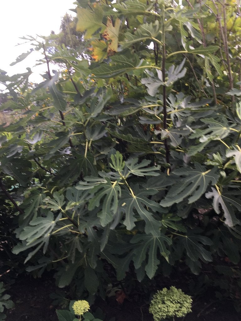 Vijg, Ophalen, Overige soorten, Struik, 100 tot 250 cm