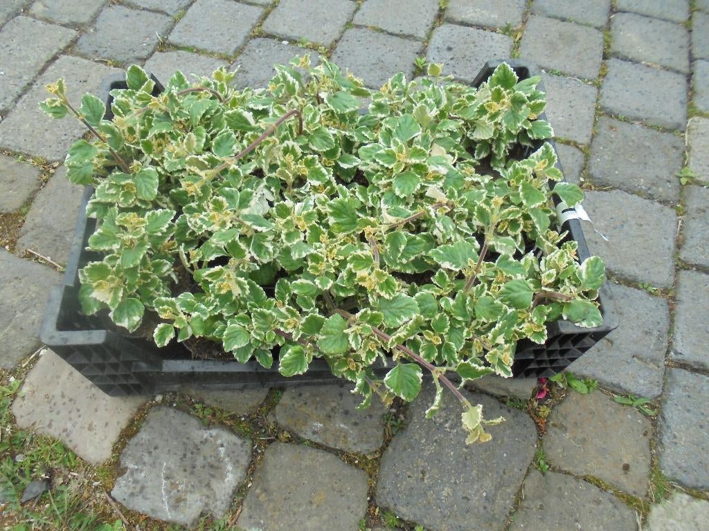 wierrook planten, Overige soorten, Volle zon, Eenjarig, Ophalen of Verzenden