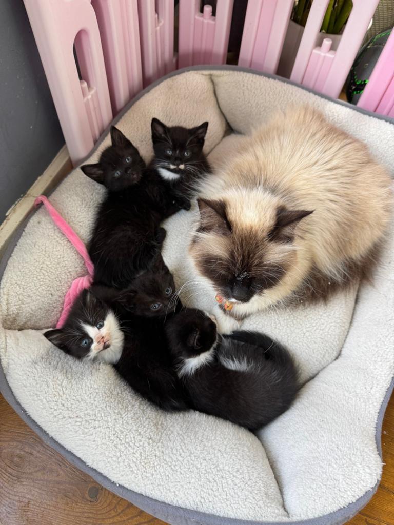 Kruising ragdoll kittens, Meerdere dieren