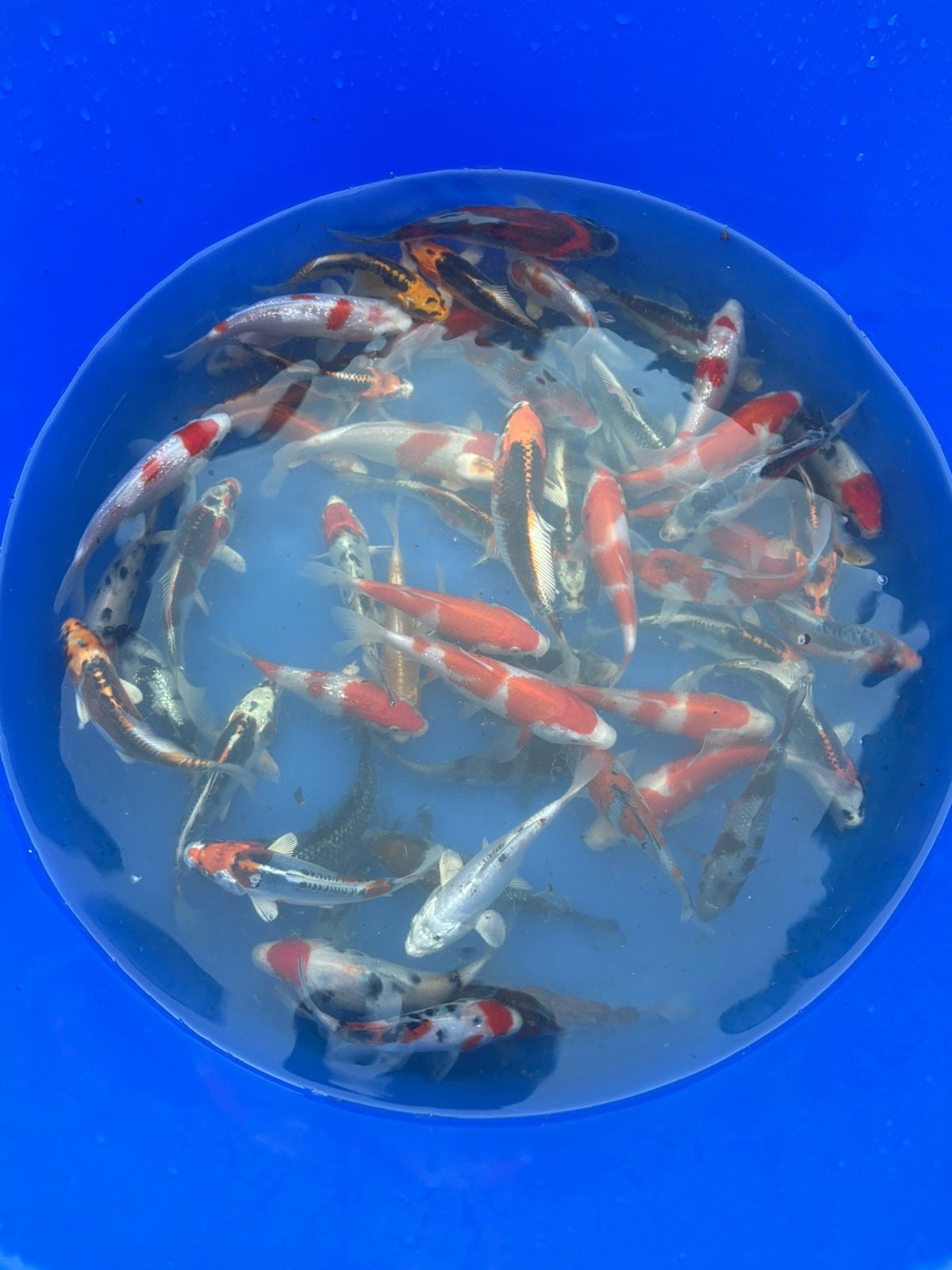 Japanse tossai koi, Karper of Koi