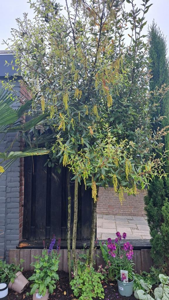 Meerstammige steeneik (Quercus ilex) - 280 cm, Tuin en Terras, Planten | Bomen, Ophalen, Halfschaduw, Overige soorten