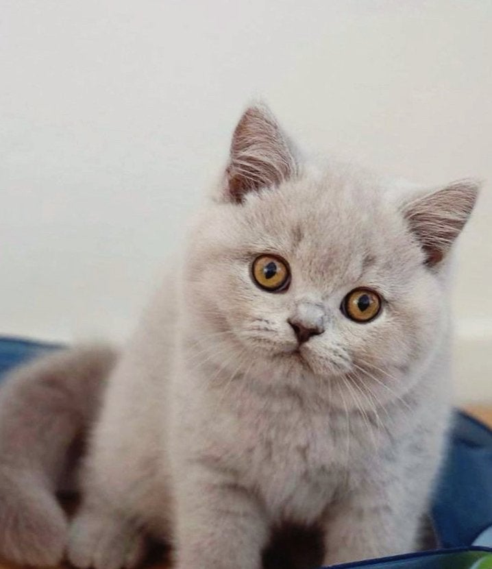 Prachtige raszuivere volbloed Britse korhaar kittens, Dieren en Toebehoren, Meerdere dieren, Ontwormd, 0 tot 2 jaar