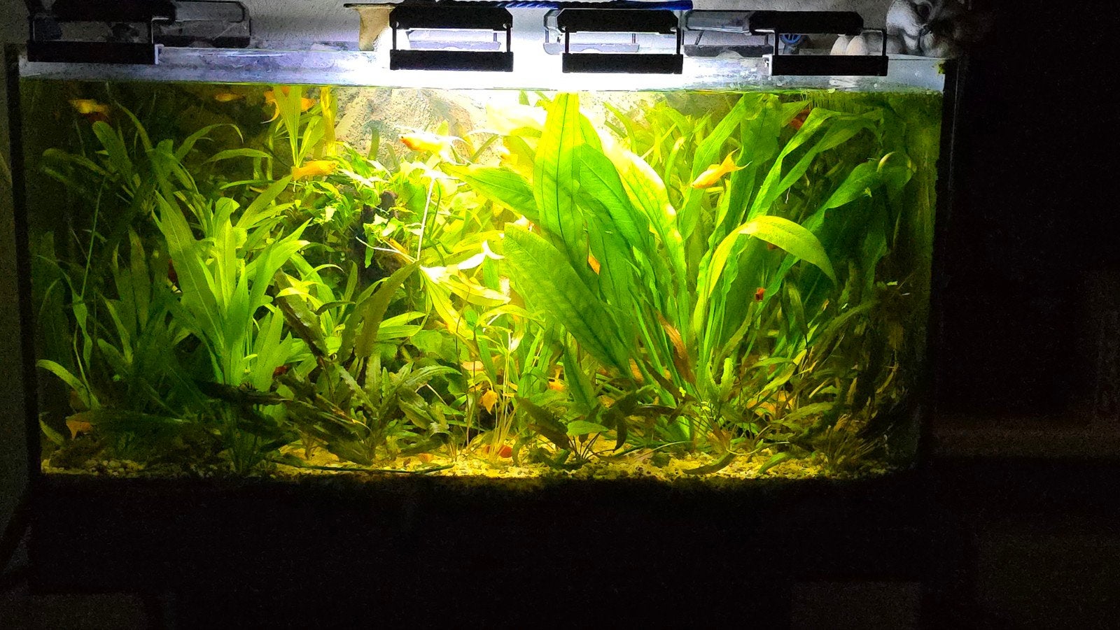 Amazone Zwaardplant. Echinodorus bleheri., Dieren en Toebehoren, Ophalen, Plant(en), Steen of Hout