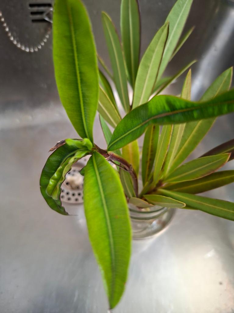 7 plantenstekken voor 5 euro, Ophalen of Verzenden, Halfschaduw, Minder dan 100 cm