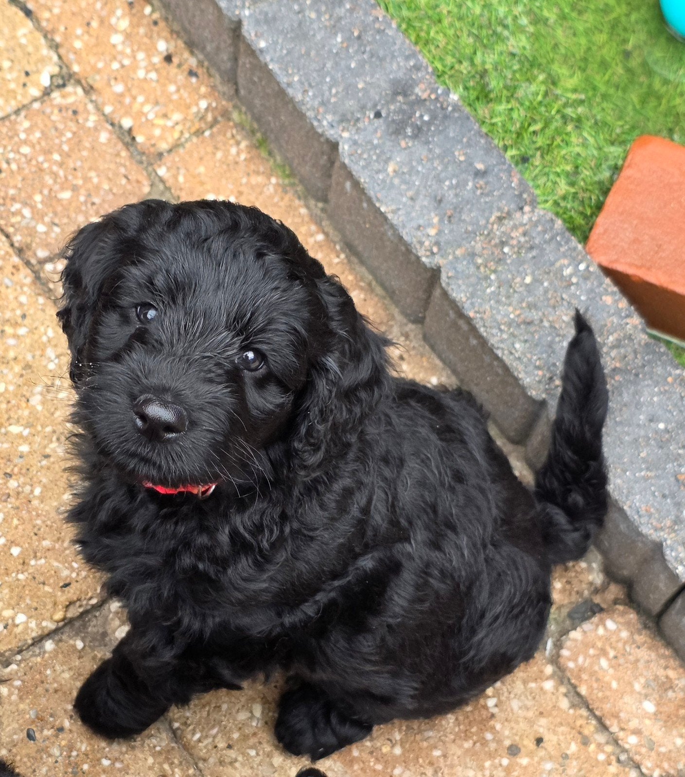 Nog 2 super mooie goldendoodle multigen pups, Parvo, Overige rassen, 8 tot 15 weken, Meerdere