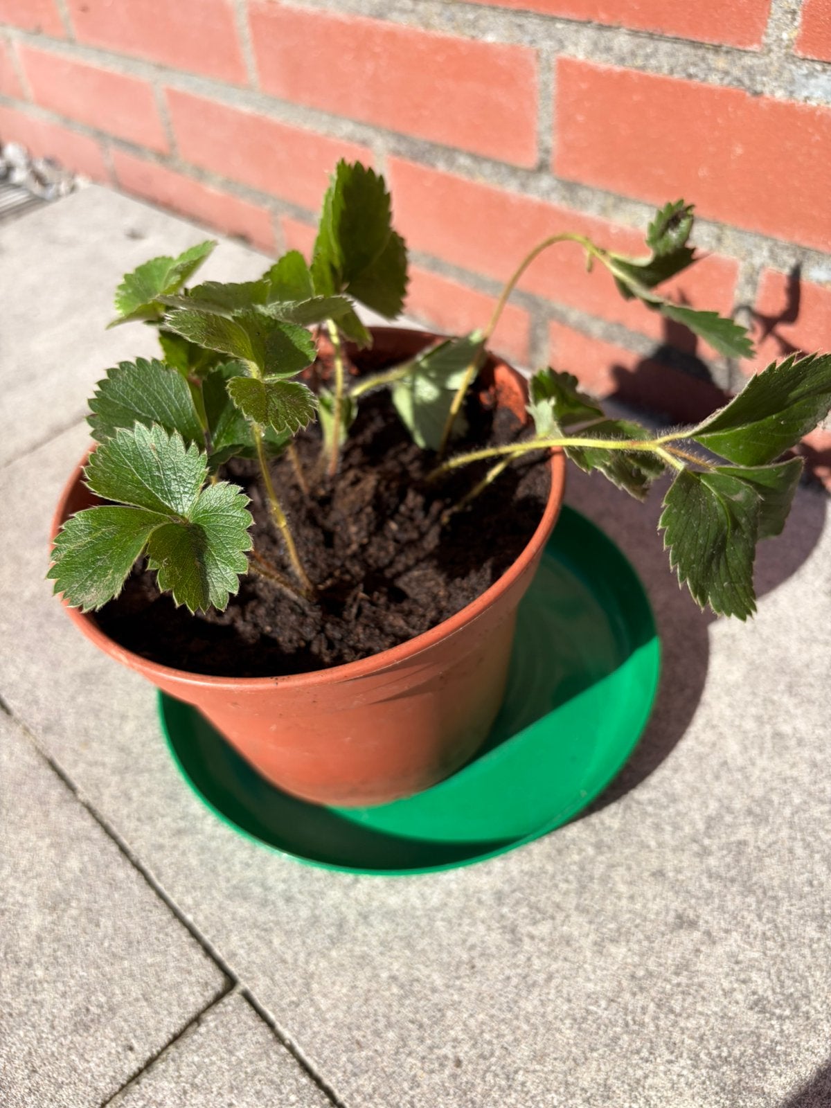 5 stekjes sieraardbei (geel) - mooie bodembedekker!, Ophalen, Bodembedekkers, Vaste plant, Halfschaduw