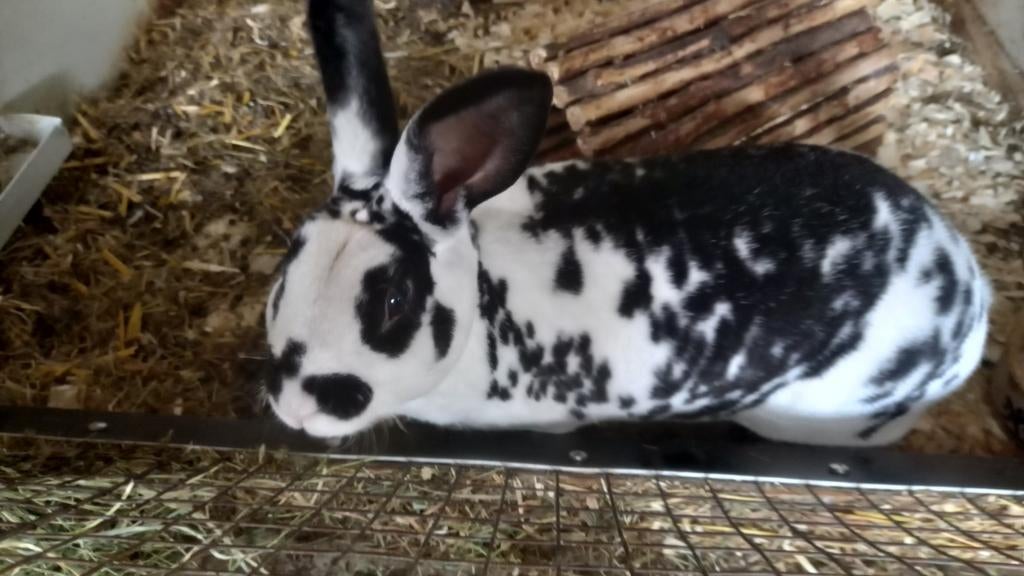 Rex konijn, Dieren en Toebehoren, Konijnen, Vrouwelijk