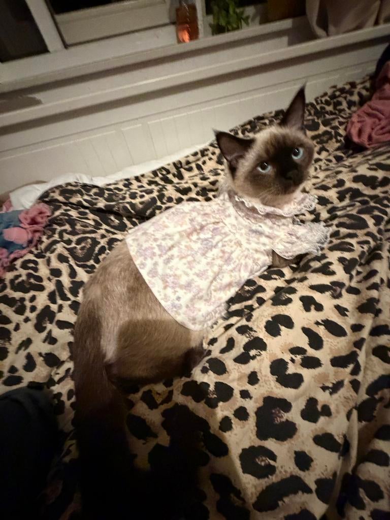 Katte/kitten kleren, Ophalen of Verzenden