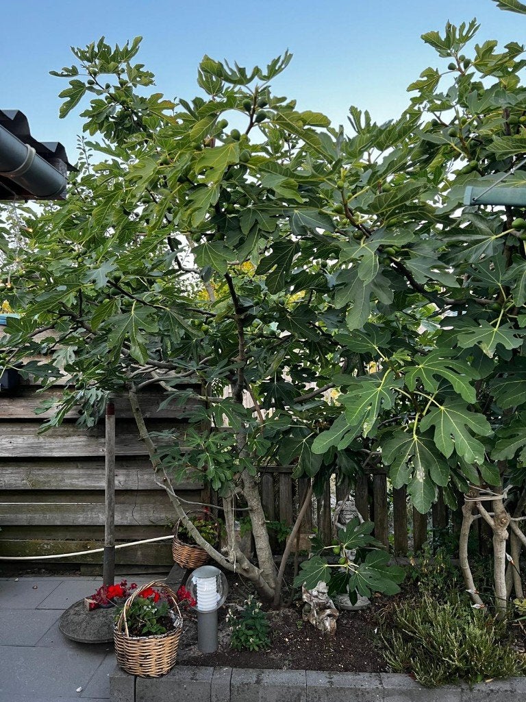 Vijgen boom, Ophalen, 100 tot 250 cm, Vijgenboom, Lente