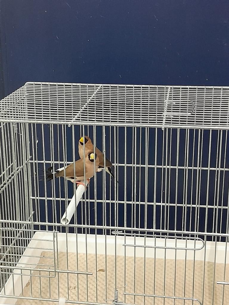 Maskeramadine man, Dieren en Toebehoren, Meerdere dieren, Tropenvogel, Geringd