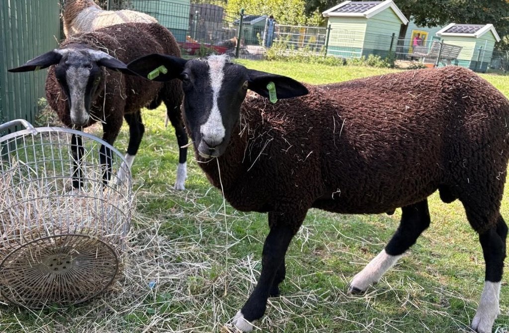 Zwartbles rammen, Dieren en Toebehoren, Mannelijk, Schaap, 0 tot 2 jaar