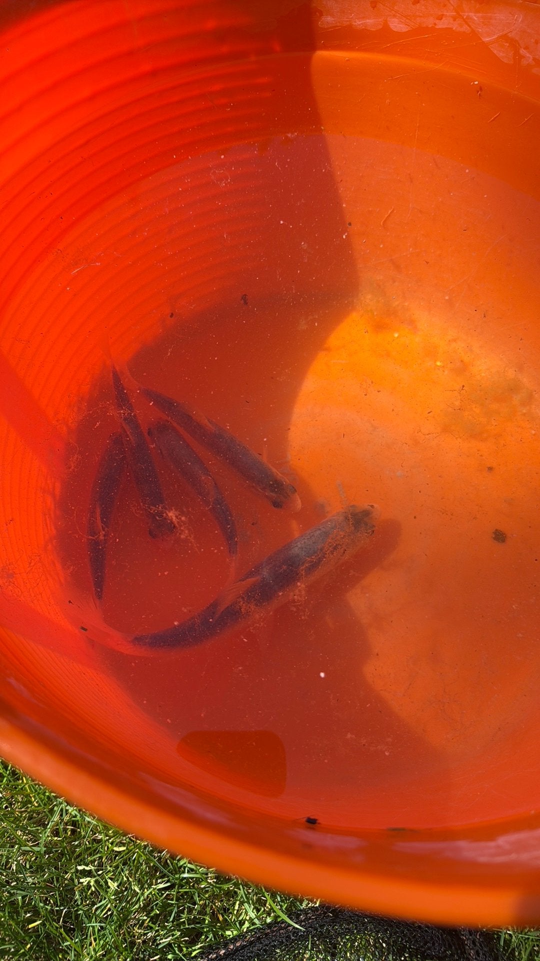 blauwe winde (Leuciscus idus melanotus) vijver vissen, Karper of Koi