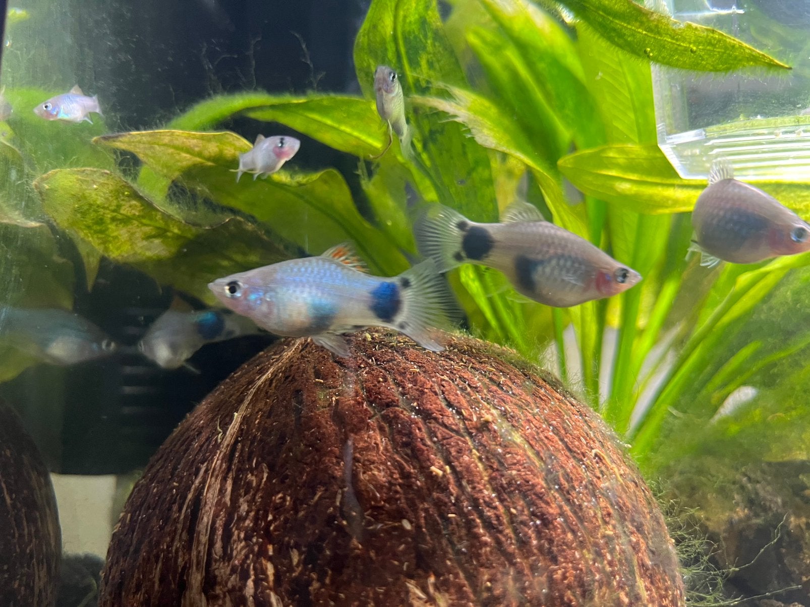Mickey platy blauw (zwangere) vrouwtjes en baby’s, Dieren en Toebehoren, Vissen | Aquariumvissen, Vis, Zoetwatervis, Schoolvis