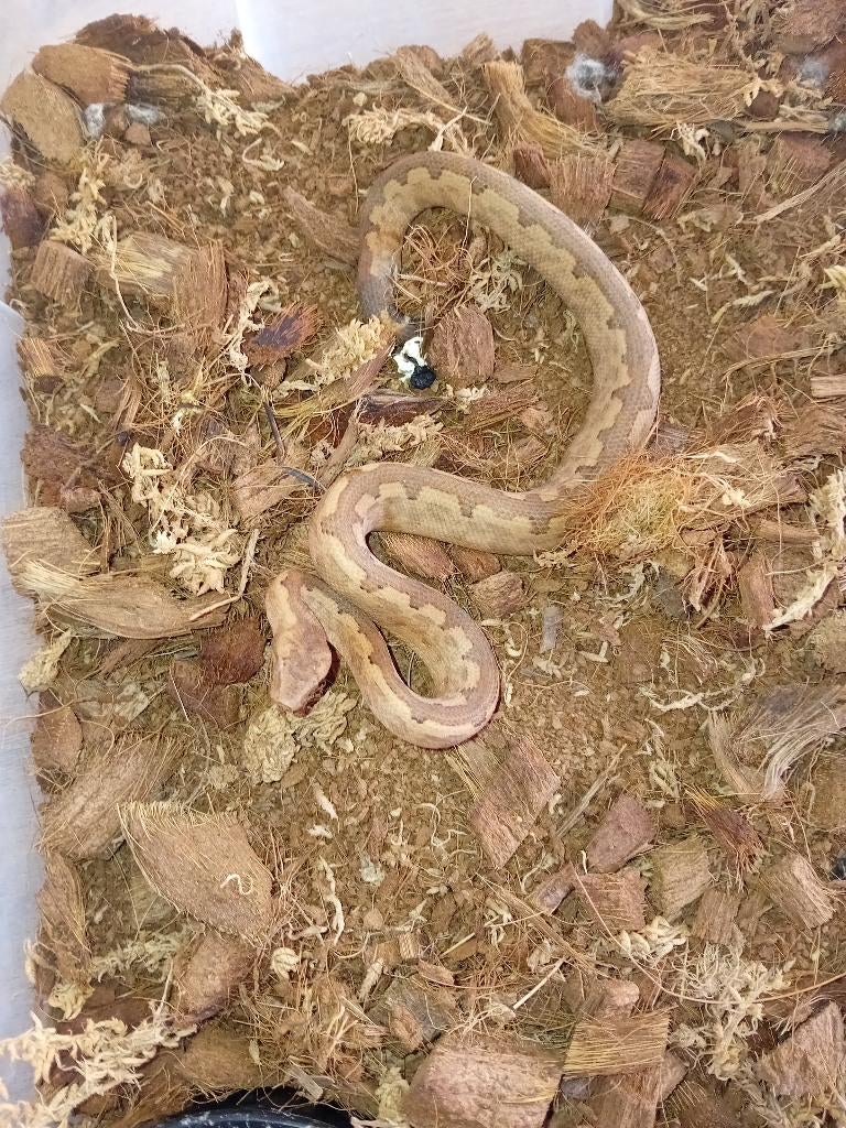 2 jonge koppeltjes candoia paulsoni, Dieren en Toebehoren, Reptielen en Amfibieën, Slang, Tam, 0 tot 2 jaar