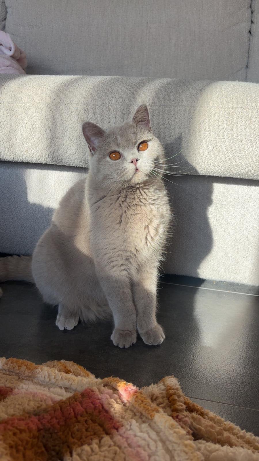 Britse Korthaar Lola. raszuiver, gezond en liefdevol, Dieren en Toebehoren, Poes, Gechipt