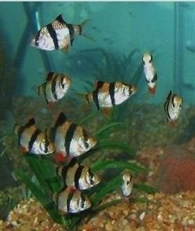 Sumatraan - Desmopuntius Tetrazone, Dieren en Toebehoren, Vissen | Aquariumvissen, Vis, Zoetwatervis, Schoolvis