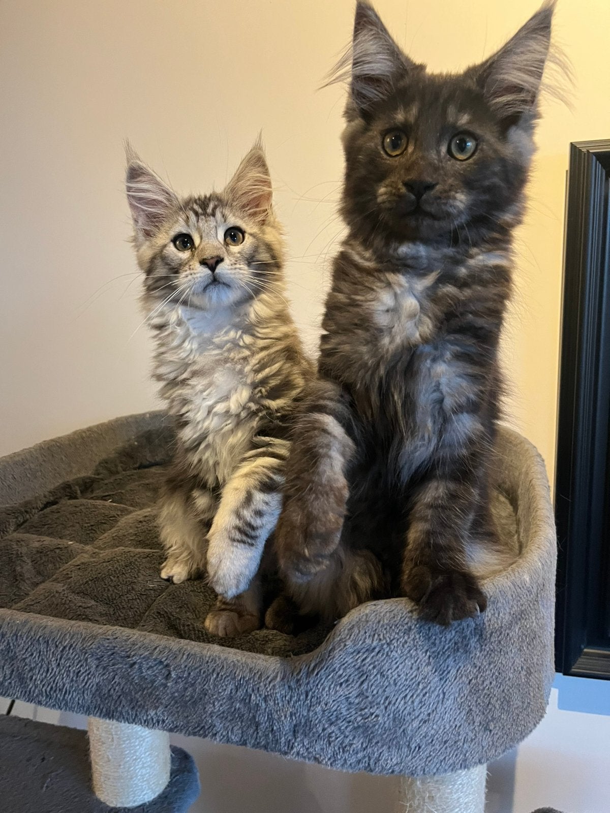Super knappe en lieve Maine Coon kittens met stamboom, Meerdere dieren, Met stamboom, 0 tot 2 jaar