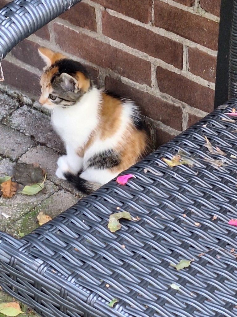 jong boerderij katje, Dieren en Toebehoren, Katten en Kittens | Overige Katten, Poes, Kortharig, 0 tot 2 jaar