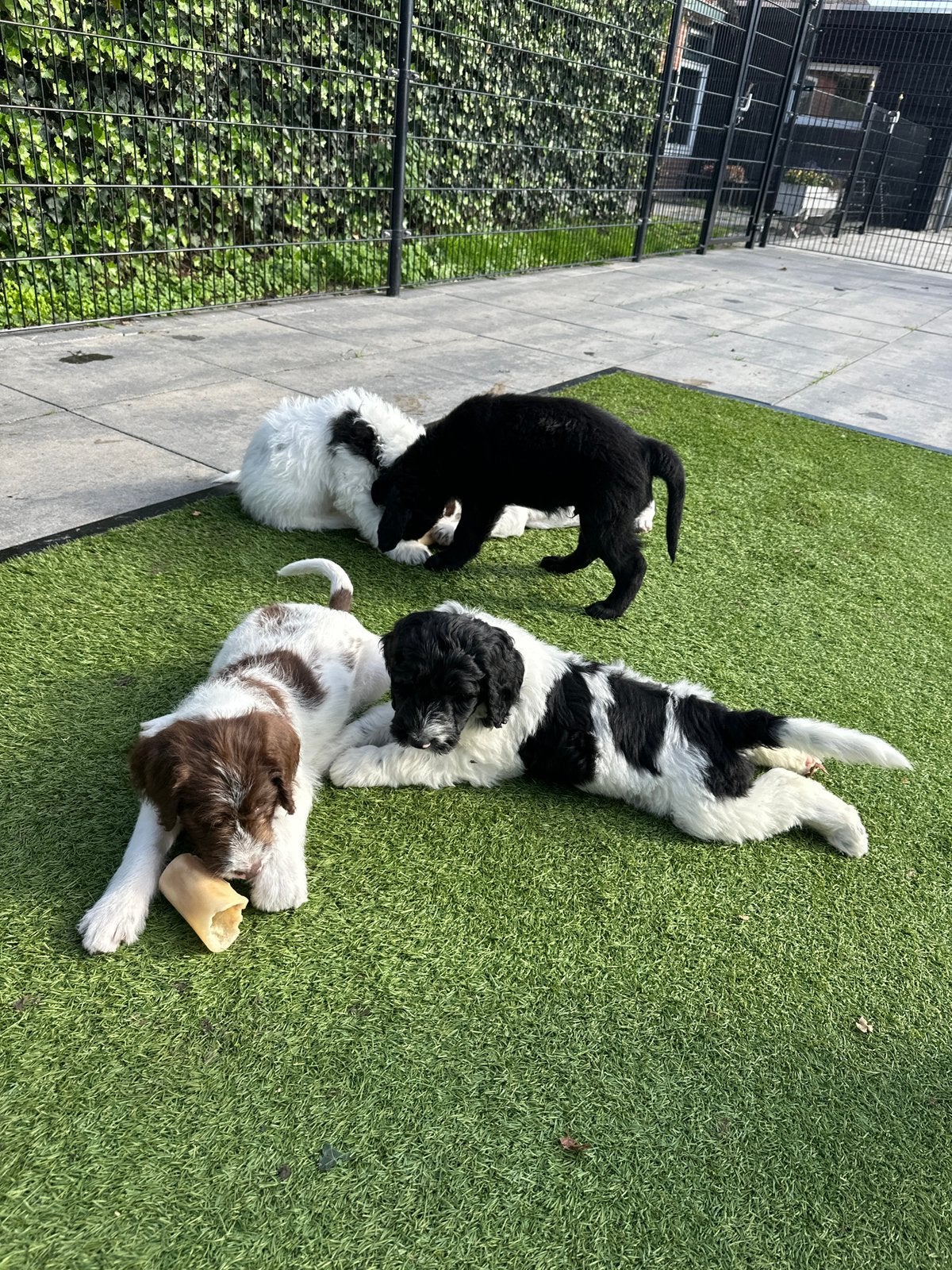 Kruising pups Doodle x Duitse Staande | Duitse stadoodle F2, CDV (hondenziekte), 8 tot 15 weken, Meerdere, Meerdere dieren