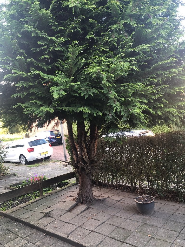 Grote conifeer voor tuin of landschap, Tuin en Terras, Bloeit niet, Overige soorten, 400 cm of meer, Ophalen
