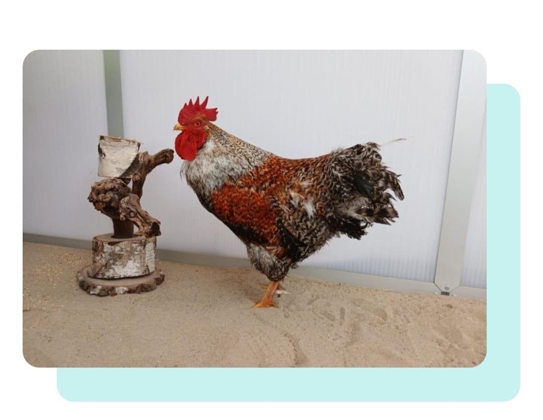5 leuke hanen, Dieren en Toebehoren, Mannelijk, Kip