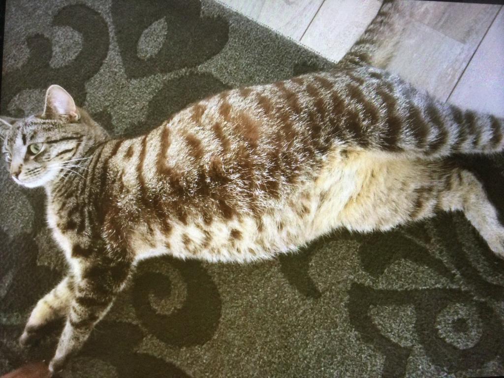 Kittens , nog niet geboren, Dieren en Toebehoren, Katten en Kittens | Raskatten | Korthaar, Meerdere dieren, Ontwormd